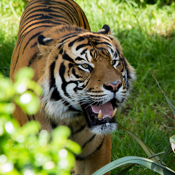 IMG_3656-blog-tiger