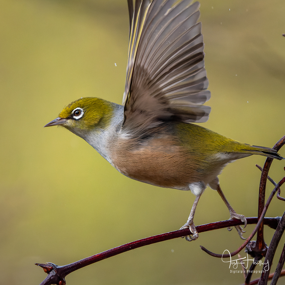 Rain is never a good for photography in my opinion.  I don't like getting wet or cold, so I tend to stay indoors during the worst of Winter.  However that doesn't stop my bird photography from happening.