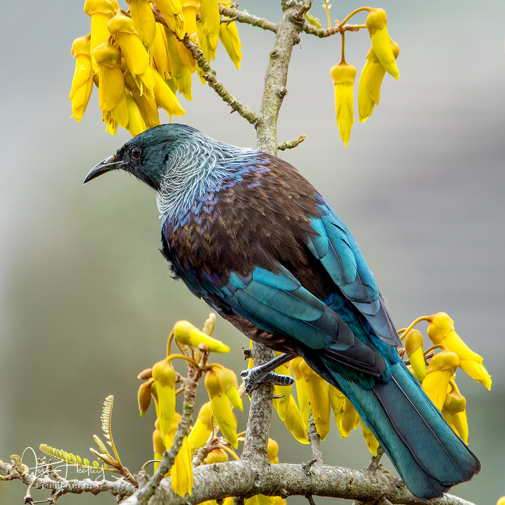 October is my favourite month to photograph the birds in my garden. It is generally when most of the local kowhai trees have finished flowering and our trees come into bloom.