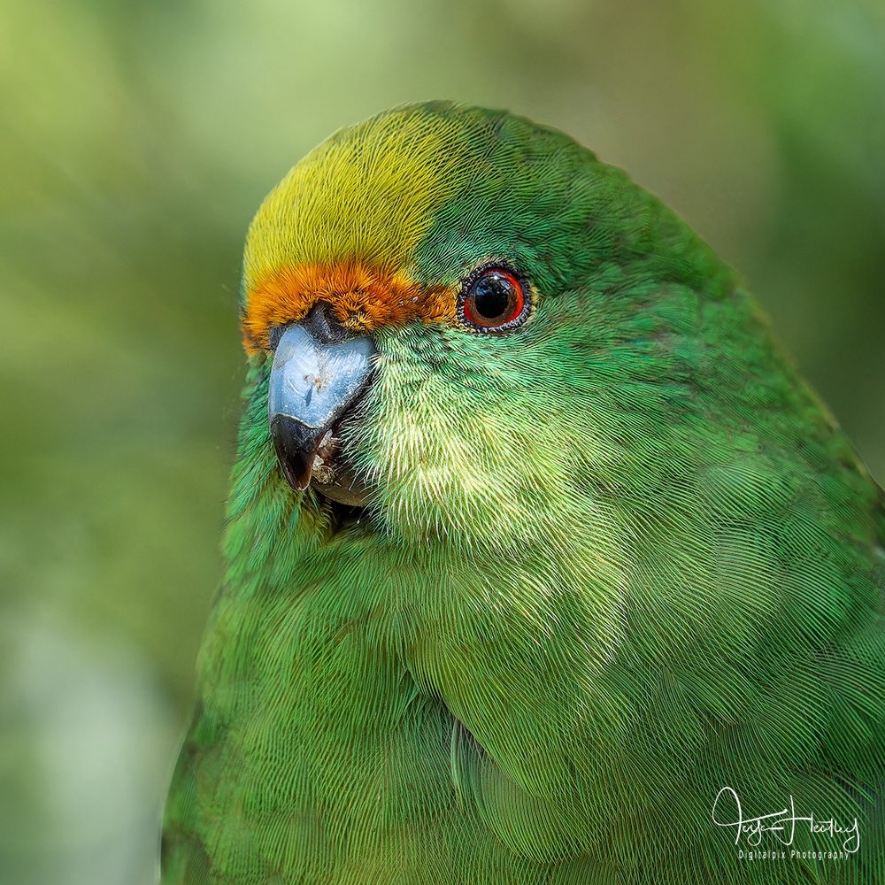 Yesterday at Pukaha National Wildlife Centre, I managed to tick another bird off my wish list. Before now I had never seen a orange-fronted parakeet/kākāriki karaka and it wasn't from lack of effort.
