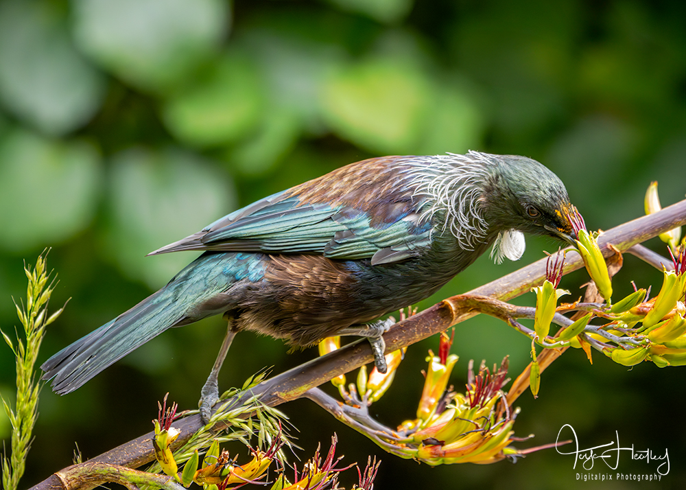 Tui sucking nectar from flax flowers