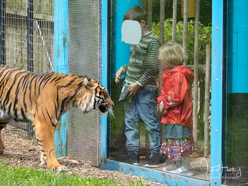 Tiger looking at children through glass window