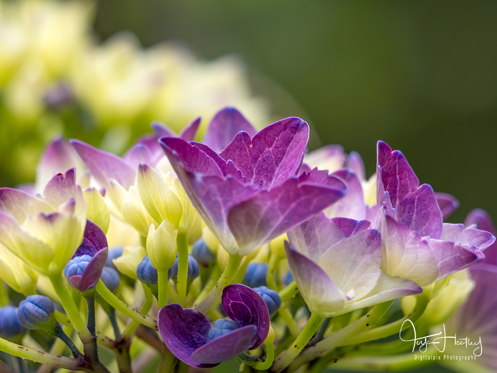 Hydrangea flower