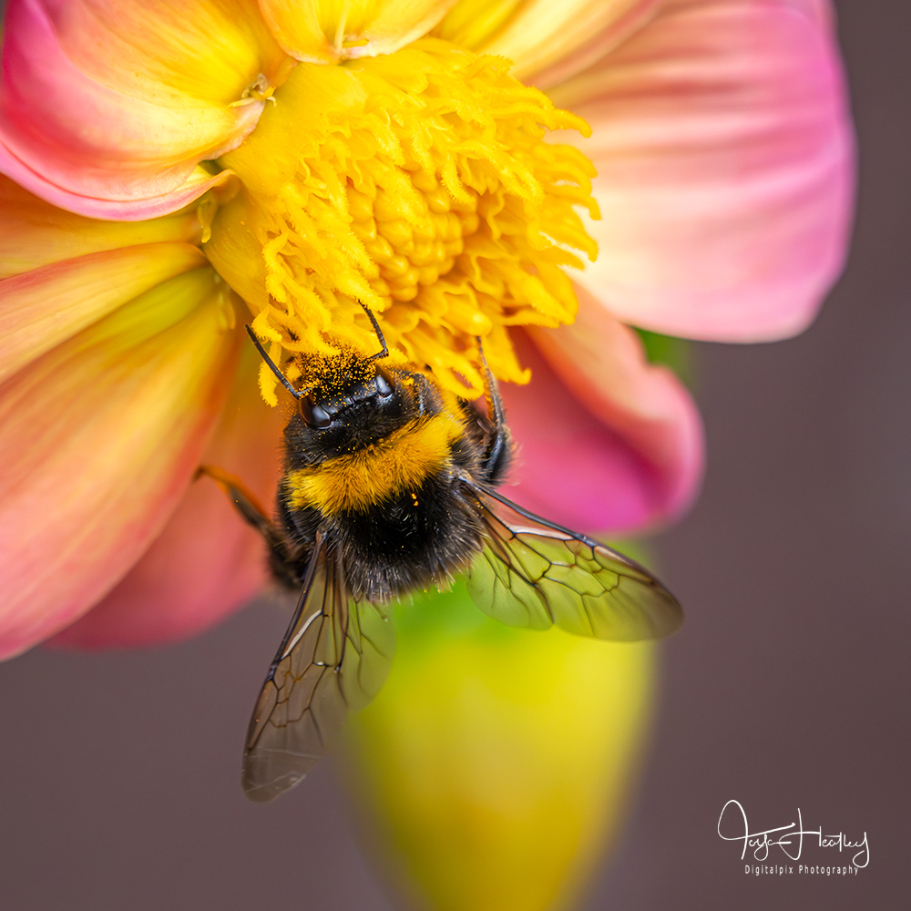 bumble bee on dahlia flower