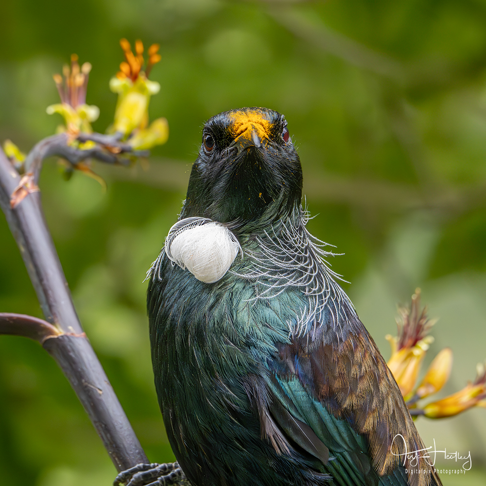 Tui close up with pollen on beak and head.
