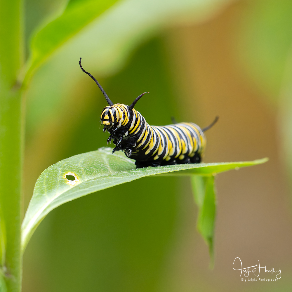 monarch caterpillar reaching for the sky
