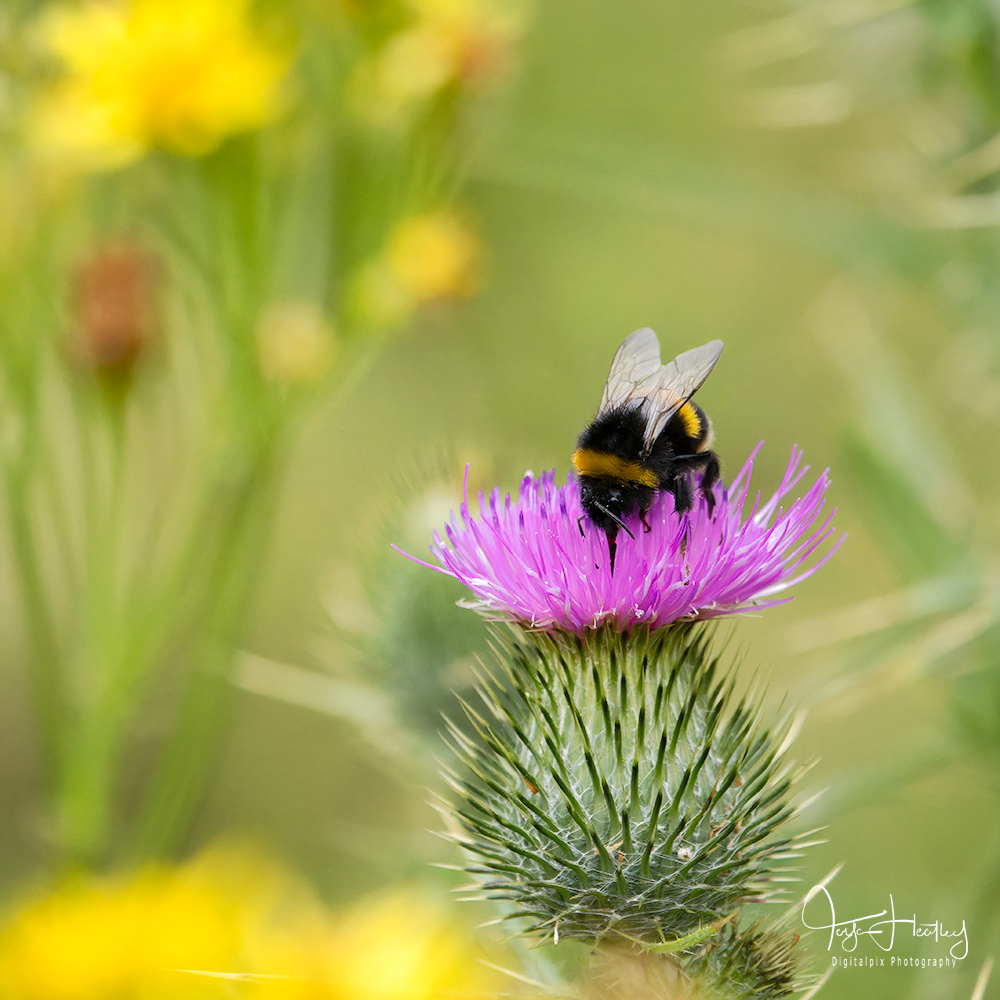 Bumble bee on thistle flower