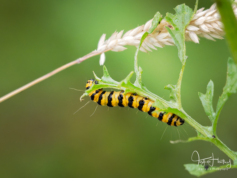 Cinnabar Caterpillar