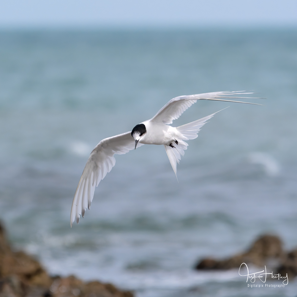 white-fronted tern in flight