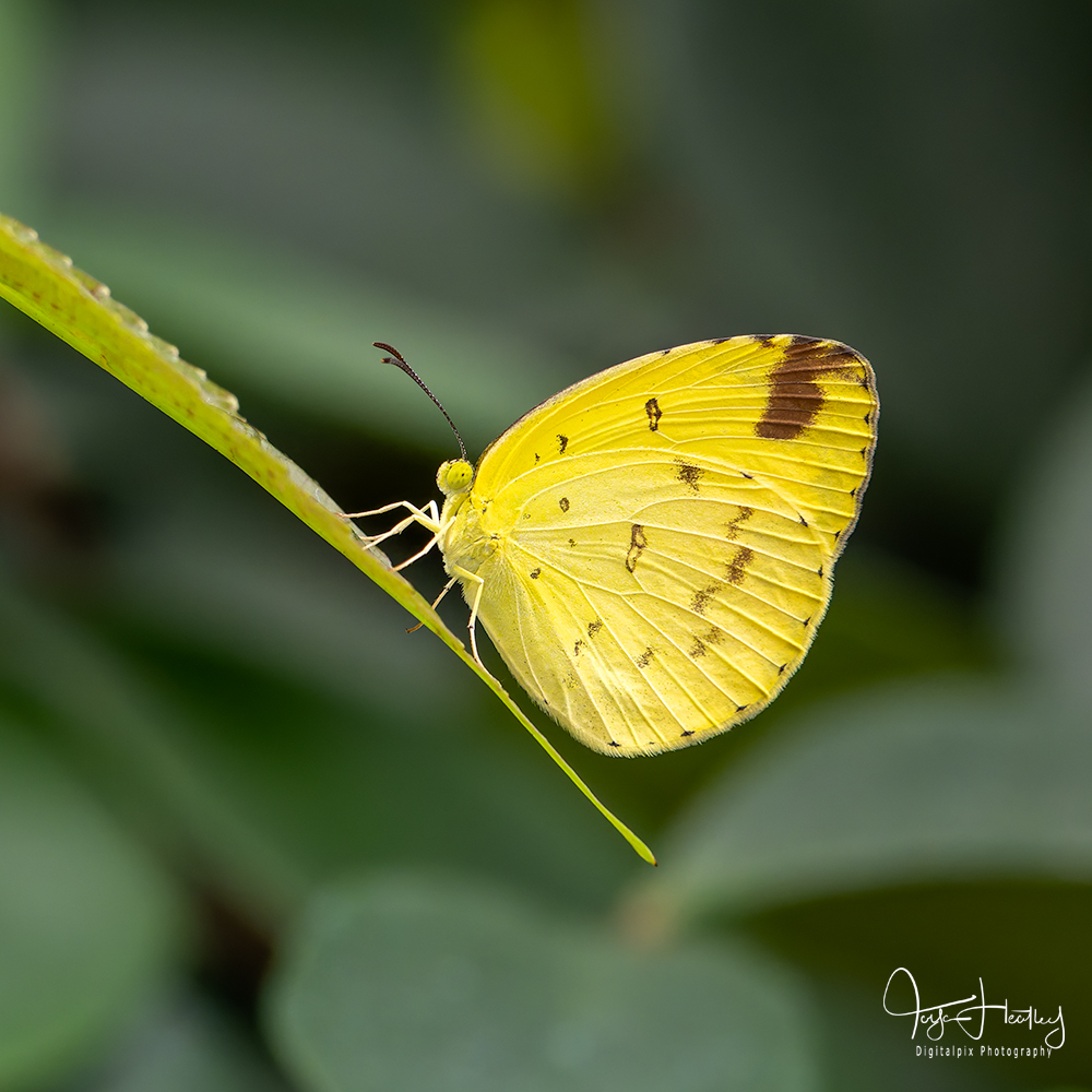 Small grass yellow butterfly